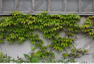 Photo Textures of Ivy
